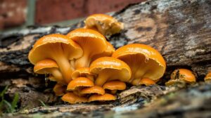 champignon orange sur bois mort